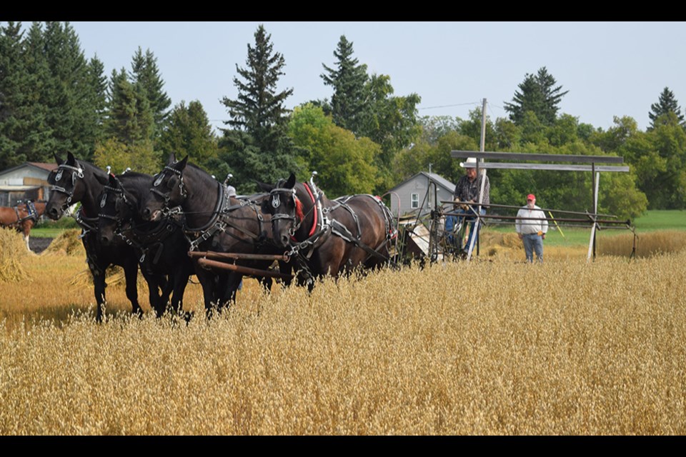 At the PALS Draft Horse Field Days in Rama on Aug. 26-27, Lloyd Smith of Pelly ran the seven-foot John Deere binder in this field of oats with his four black Percheron horses, from left: Tom, Daisy, Star and Jiggs.
