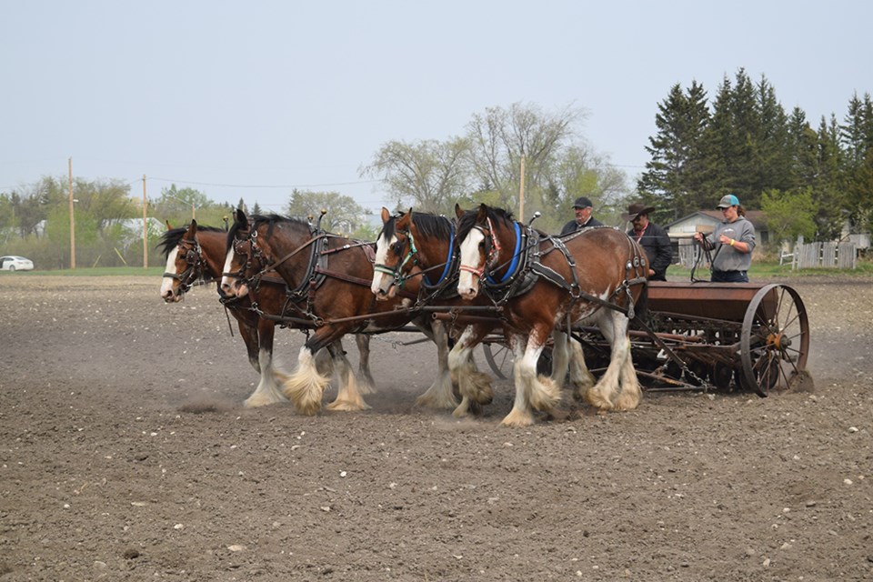 At PALS Draft Horse Field Days in Rama, spring seeding took place with a 1940s vintage, 10-foot Cockshutt drill planting oats. Providing the horsepower was a team of four Clydesdales, driven by, from left: Cameron Last. Jeff Pender and Jillian Just. Pinder was in charge of using the power lift lever to raise the drill out of the ground at the corners, basically what is done by hydraulics on modern drills.