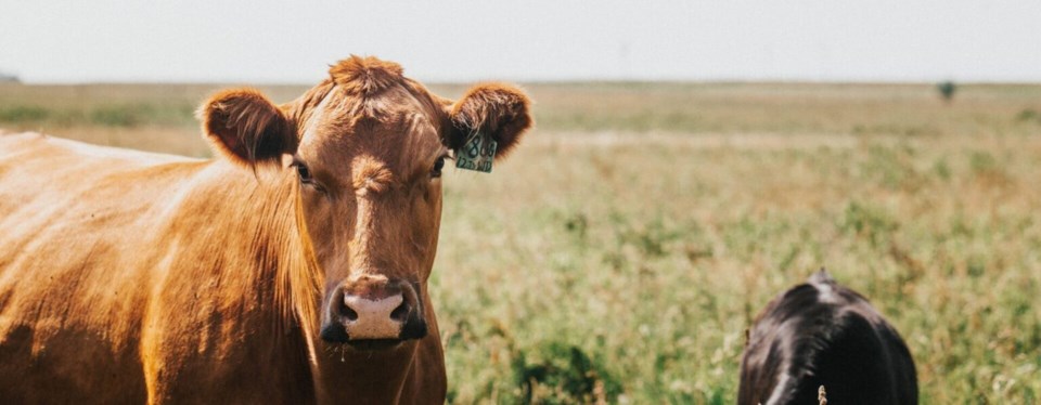 red-cow-dry-pasture-in-drought-1536x598