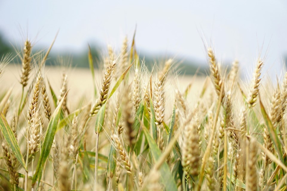 ripe-wheat-0824