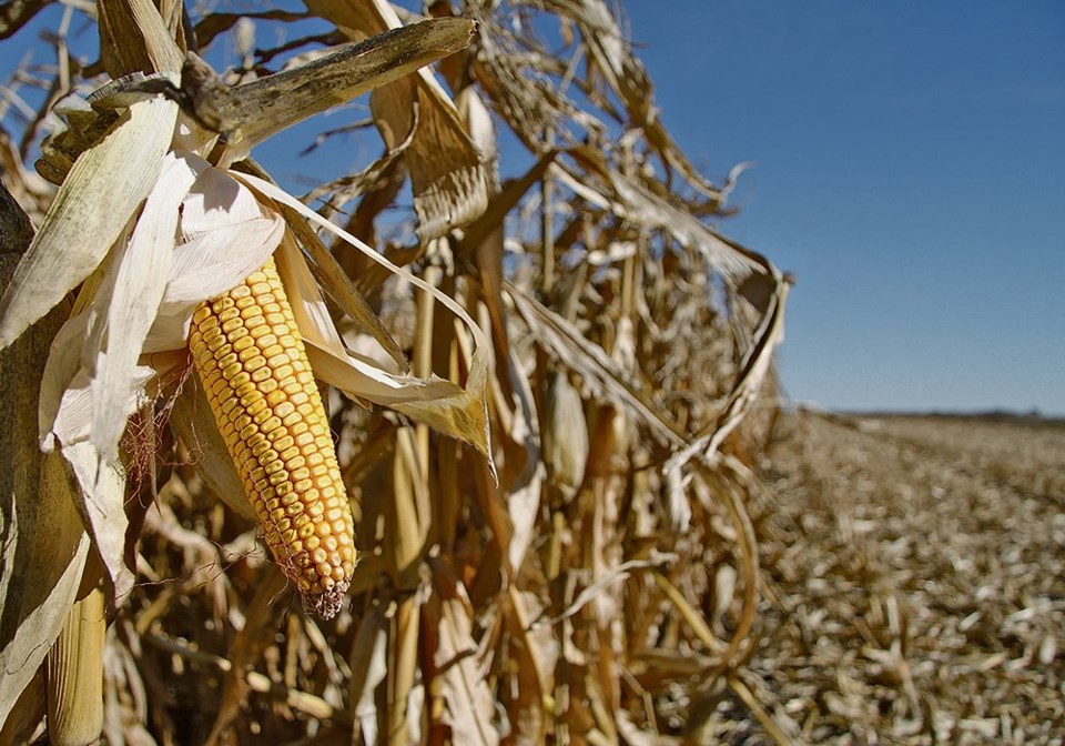 RKA042919_corn_in_wisconsin