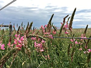 sainfoin