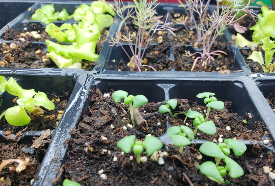 seedlings