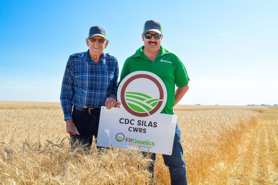 Silas Campbell at Kondratowicz Farms south of Unity . combining CDC Silas CWRS wheat Sept. 2. 