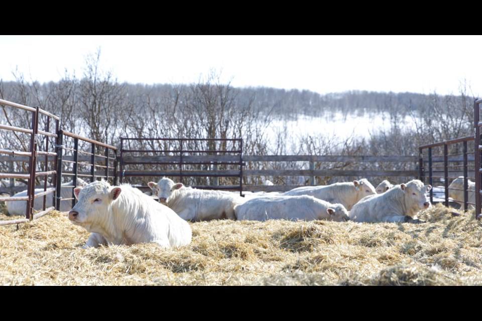 Bulls relax before the sale.