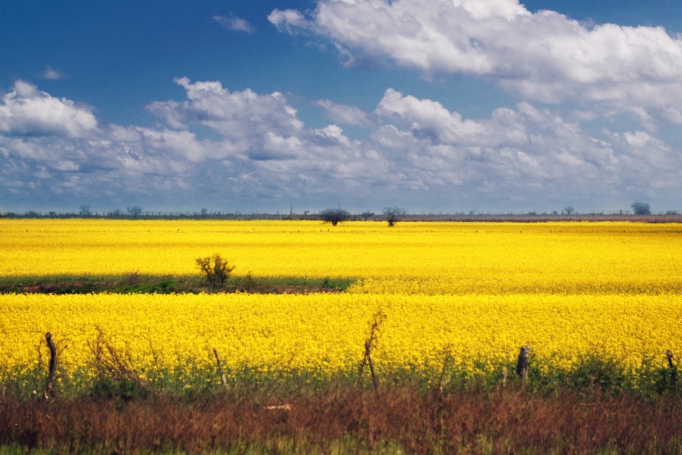 southamericancanola