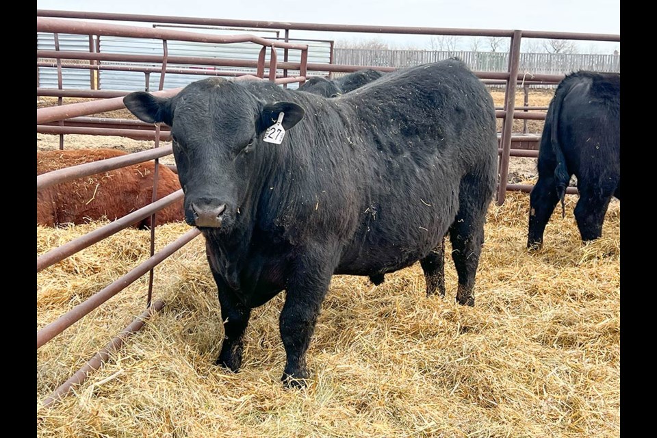 RCR Monarch 231K, a two-year-old black angus bull, brought in $8,000 at the Right Cross Ranch annual bull sale. 