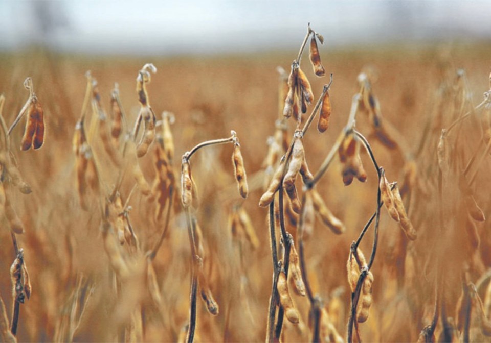 soybeans