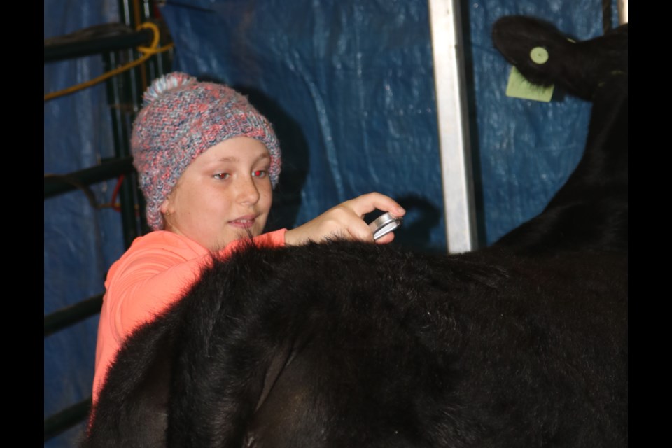 Mya Milligan of the Sheho 4-H Beef Club grooms her Angus.