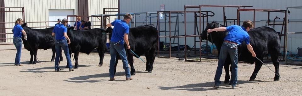 Springside 4-H members set up their animals ahead of entering the show ring.