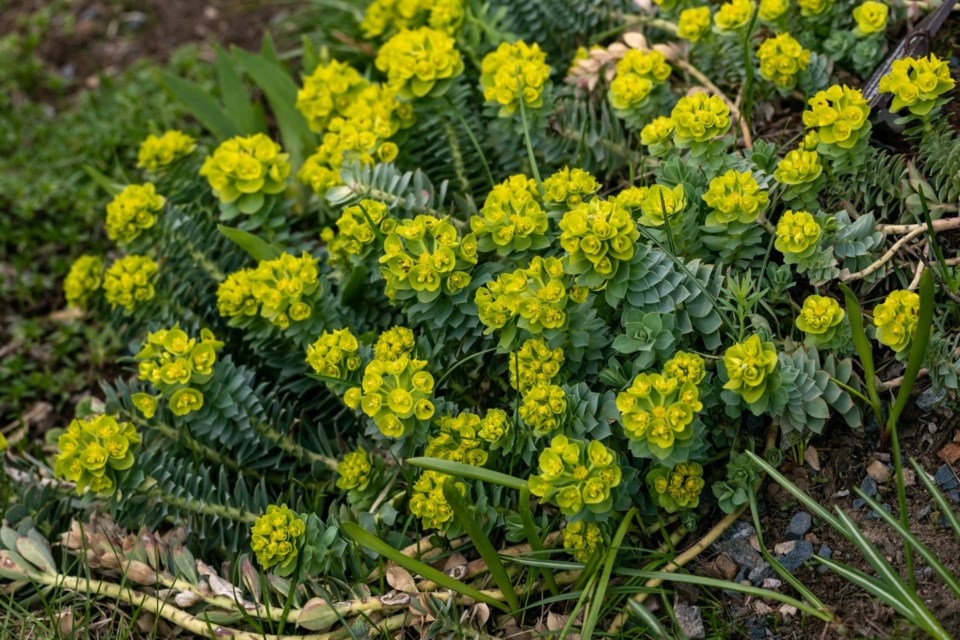 spurge0923