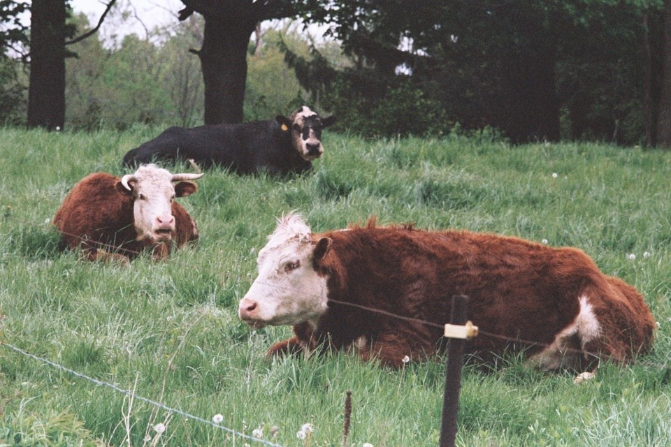 steers-unsplash-pic
