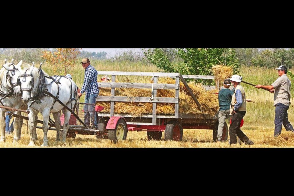 A pair of Percheron horses pulled this hay rack as volunteers picked up stooks of wheat from the field, and then brought it over to a threshing machine at the Glen Stomp farm at Griffin on Sunday afternoon.