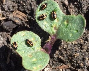 Flea beetles become active with the first extended period of warm weather in April and May. Striped flea beetles (shown) emerge from winter rest one to four weeks before the all-black crucifer flea beetles