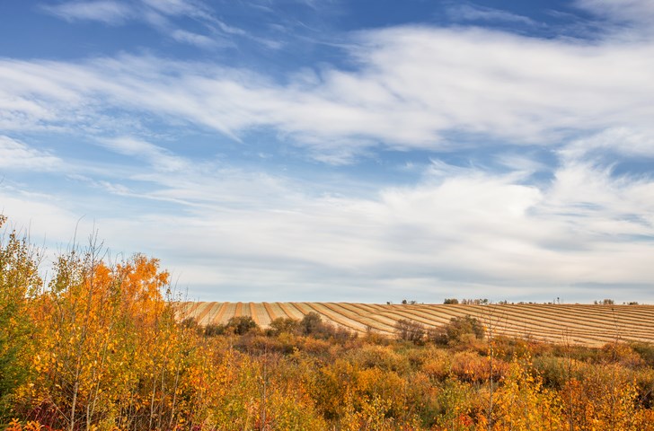 swaths fall