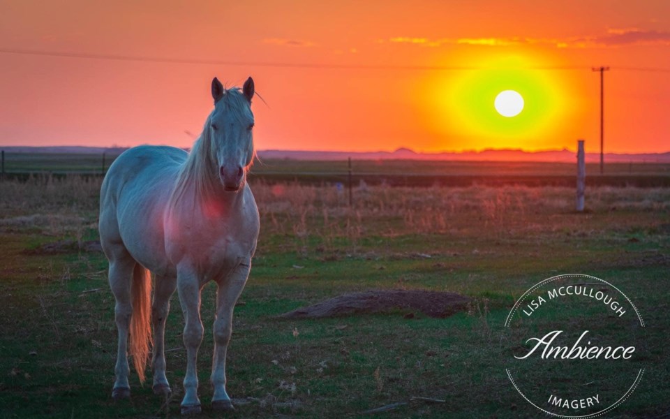 The love of horses