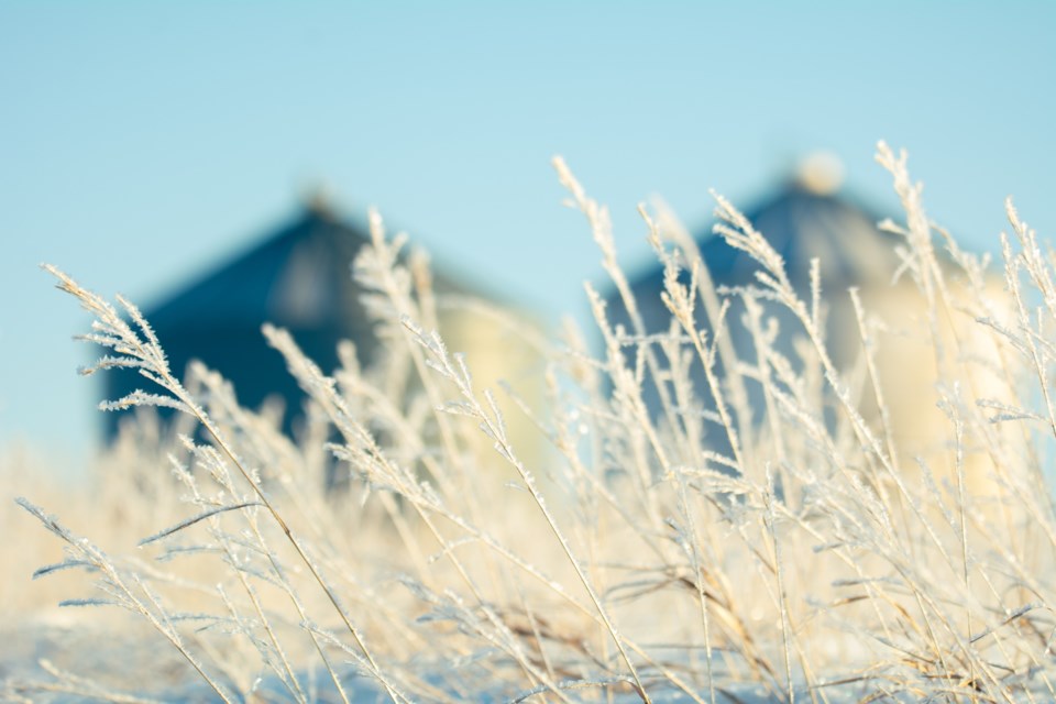 Tracey Cholin frosty field before granaries