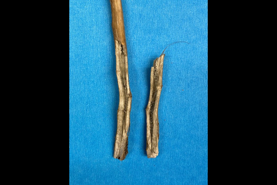 These stem cross sections show the differences between verticillium stripe (left), blackleg (middle) and a healthy plant (right). 