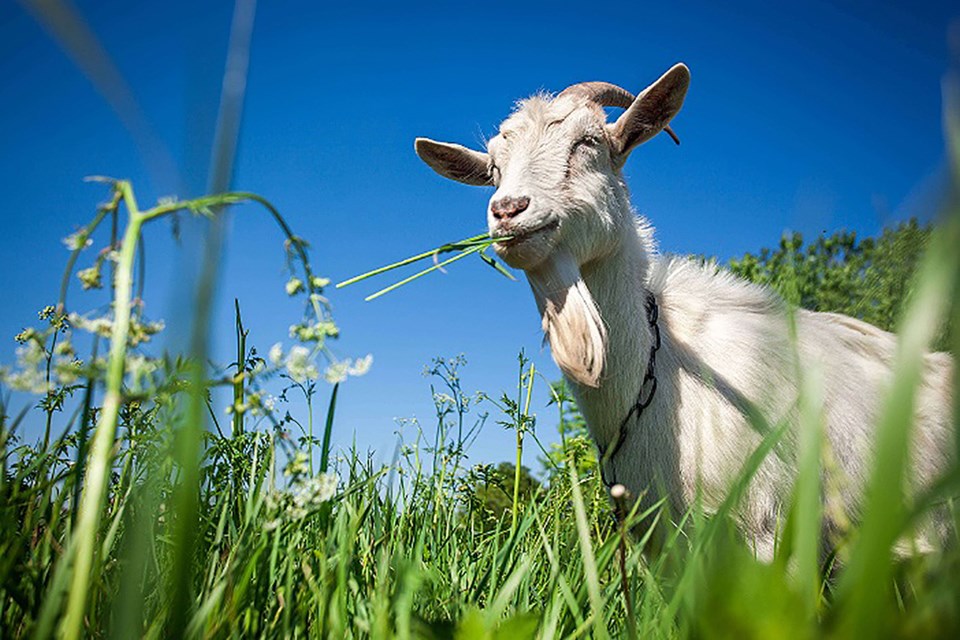 wascana Goats