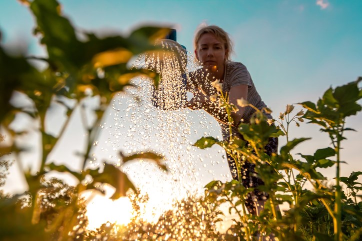 watering garden