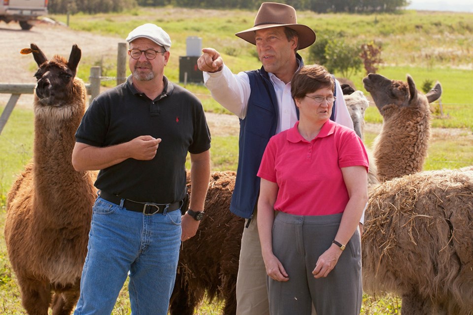 Left to right: In 2012, Drs. Roger Pierson, Gregg Adams and Karin van Straaten of USask discovered the identify of an ovulation-inducing factor in semen using llamas as research models. 
