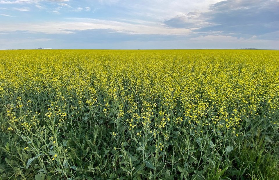 webMJR11072021_canola_field_1-2