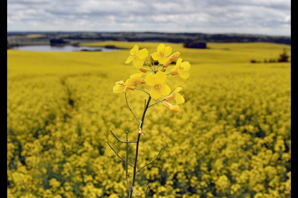 Canola is expected to see significant growth in biofuel demand in the next five years, and much of it will be consumed domestically because of the federal government’s Clean Fuel Regulations. 