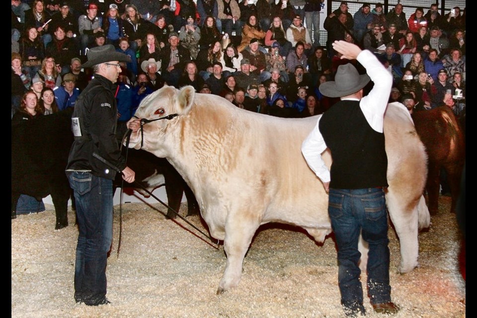 Glen Waldron, a cattle producer from Australia and judge at the Beef Supreme held during Canadian Western Agribition in Regina last week, moves in to slap the bull champion, SVY Mayfield 30H, exhibited here by Dennis Serhienko of Maymont, Sask.