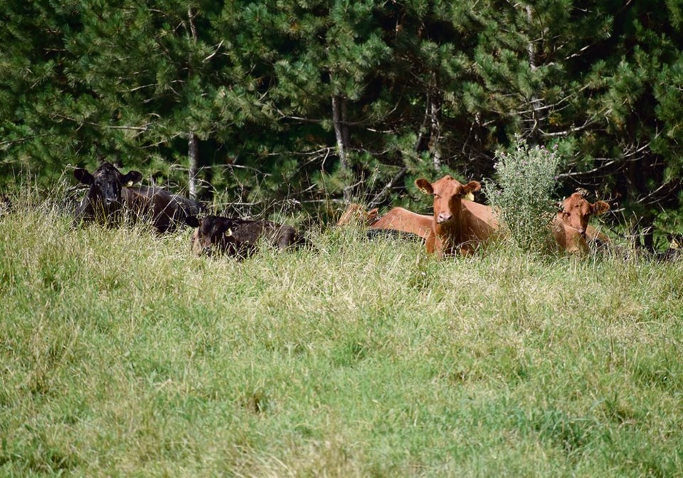 01-bjg072919_schafer_cattle