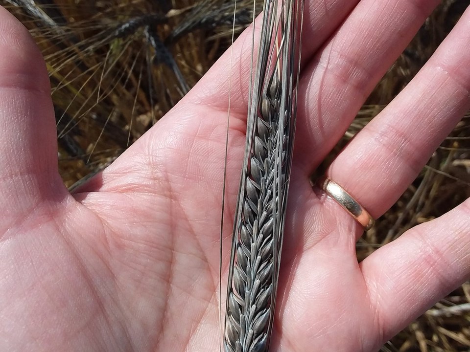 01-black-barley-copy