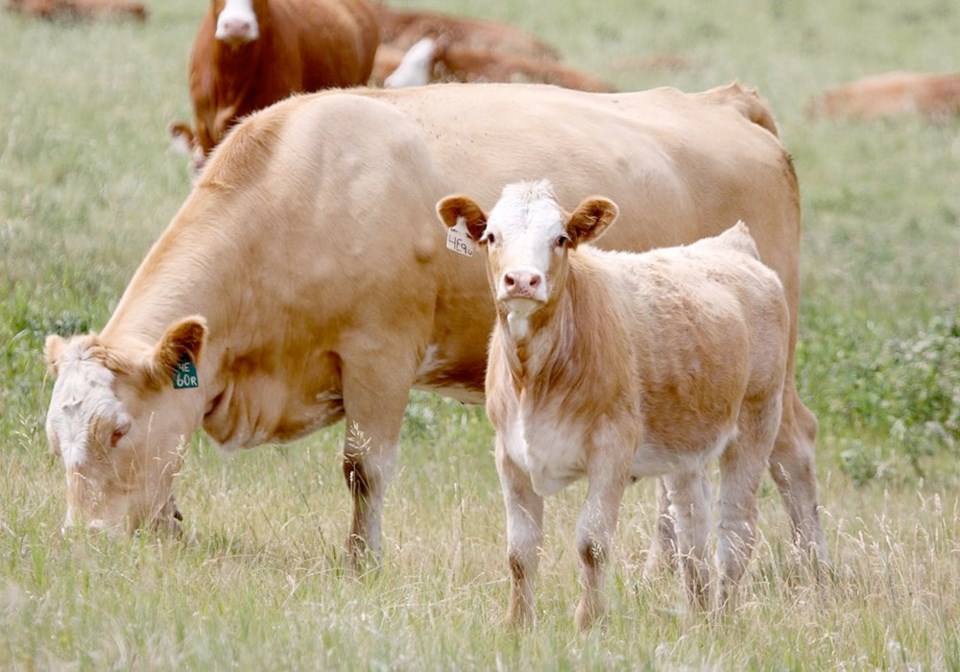01-cow-calf1123