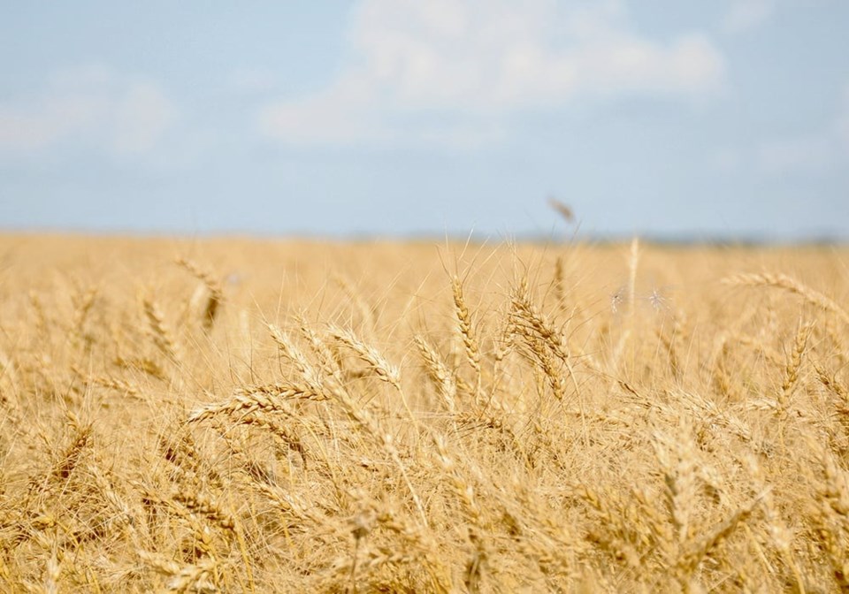 01-wheat_dsc30490524