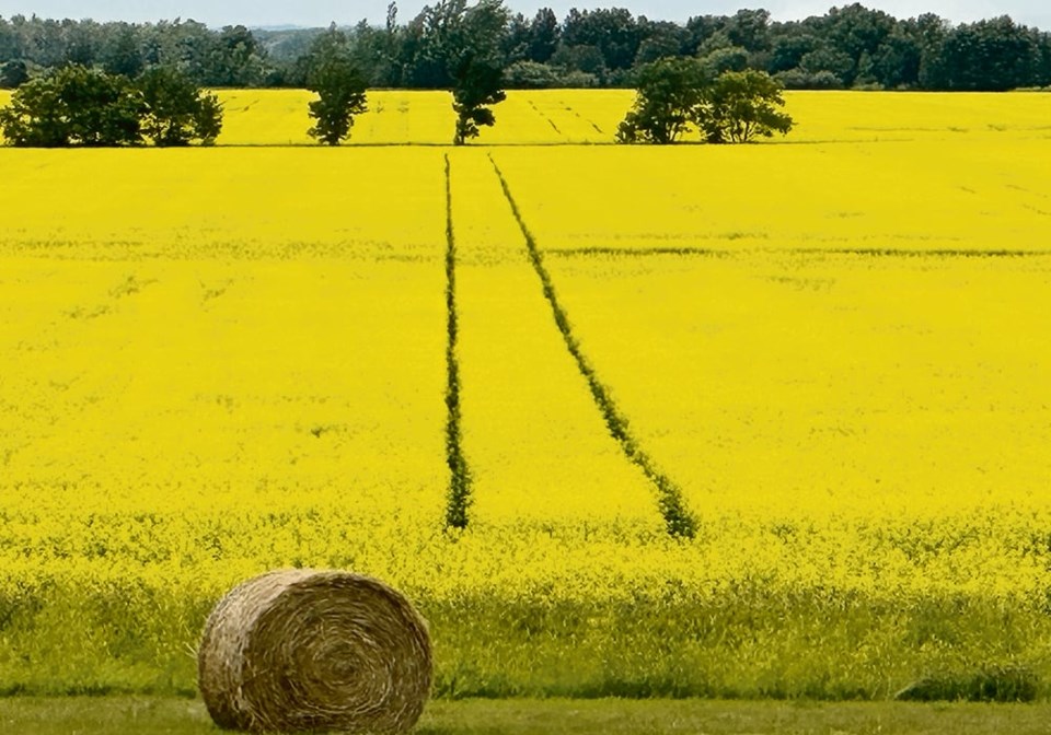 03_3-col_top-jg-canola-field-img_2911