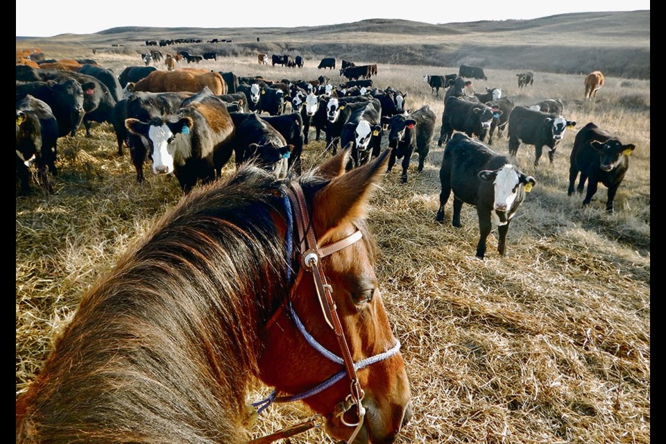 Curious cattle take a close look at a visiting horse and rider in the Arm River Valley near Aylesbury, Sask. Saskatchewan livestock producers are not happy with the AgriRecovery program that was announced late last month. 