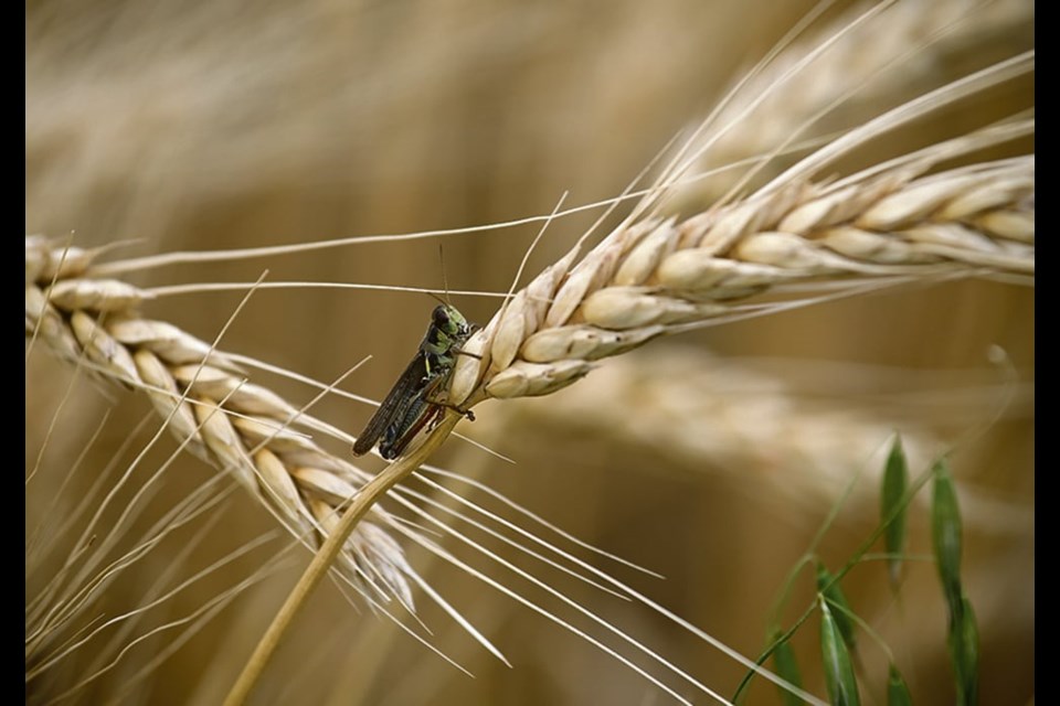 Farmers are warned that the large number of grasshopper eggs laid this year could turn into a major problem if warm, dry weather returns next spring and continues into the growing season. 