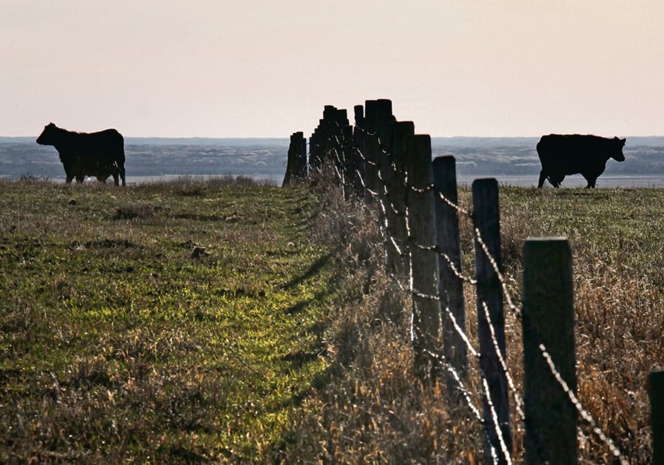 04-4-col-mjr220419_cattle_sunset