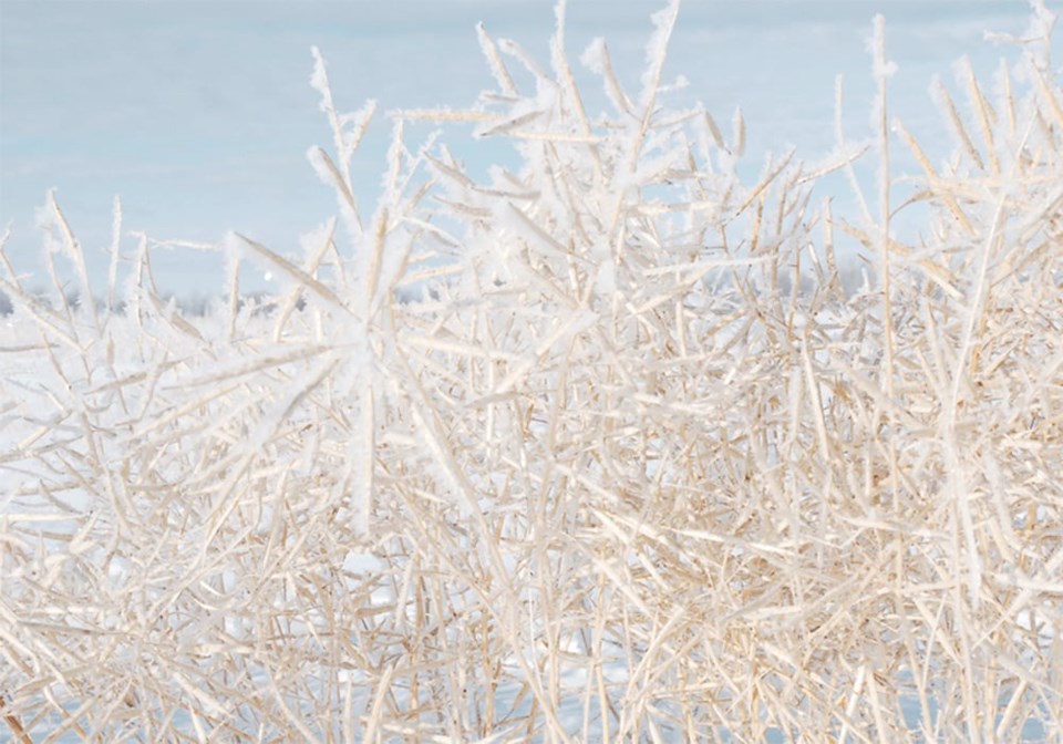 04-bdc-frosty-canola