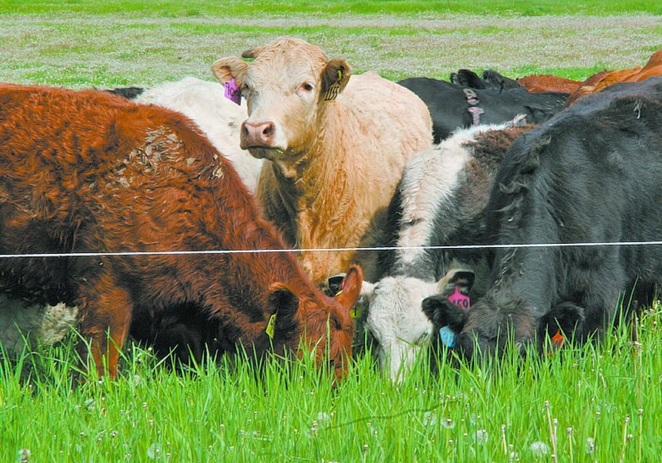 05rotationalgrazing0523