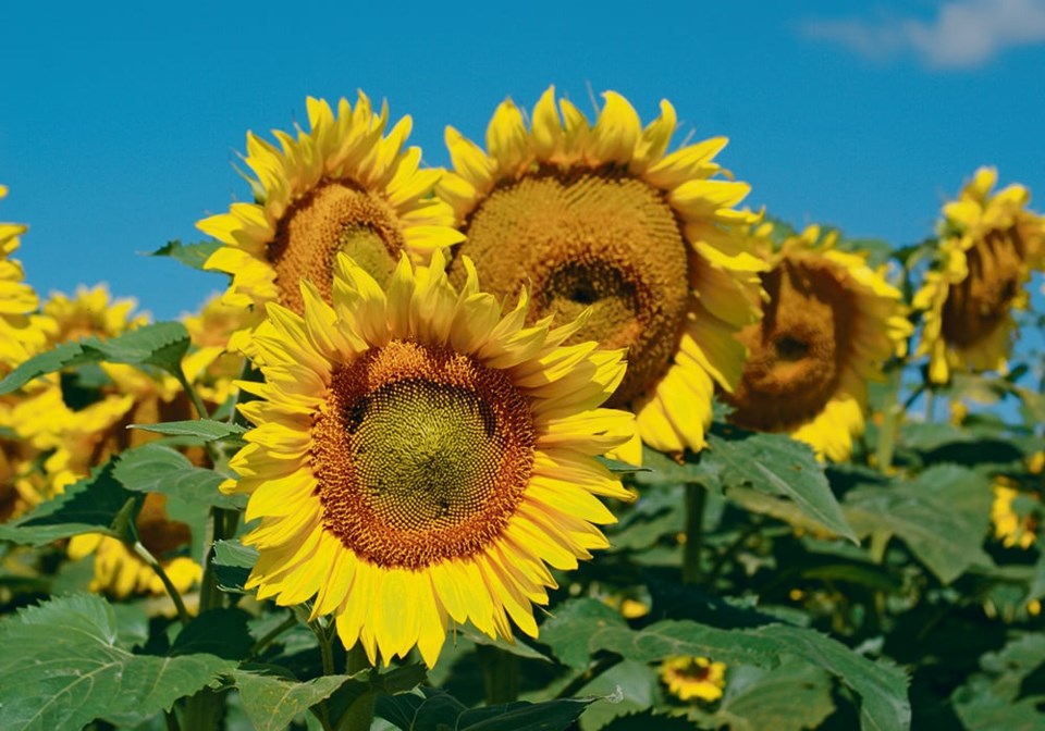 06-5-col-hdm090413sunflower-closeup1868