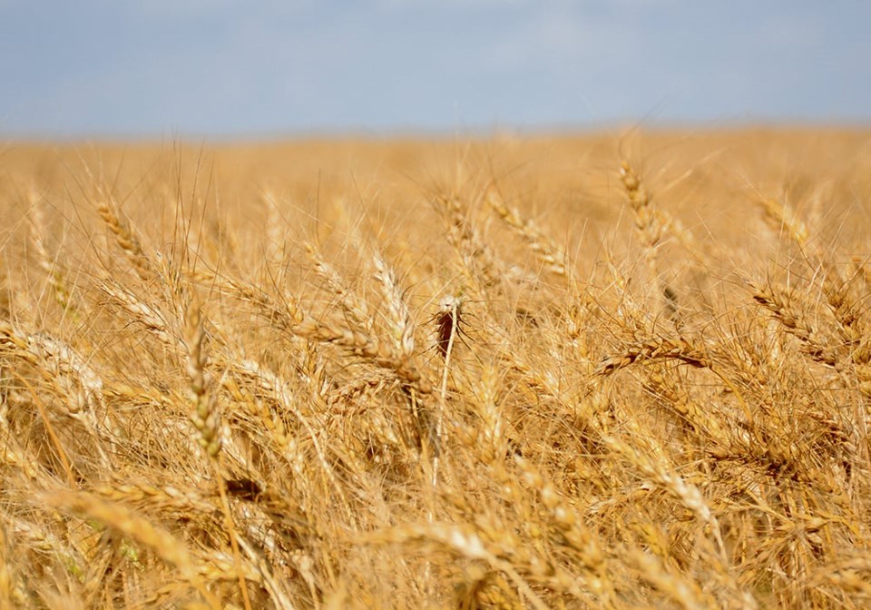 06-5-col-wheat-cereals-mr_dsc3039