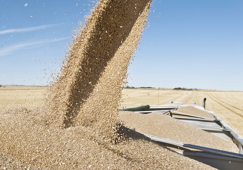 06-harvest-truck-wheat2024