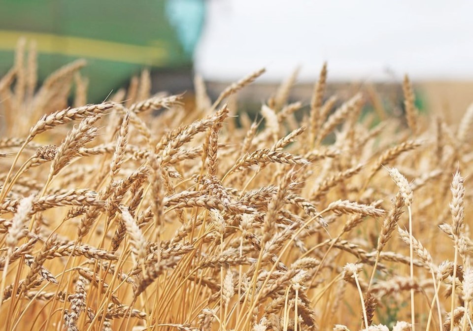 06-wheat-harvest