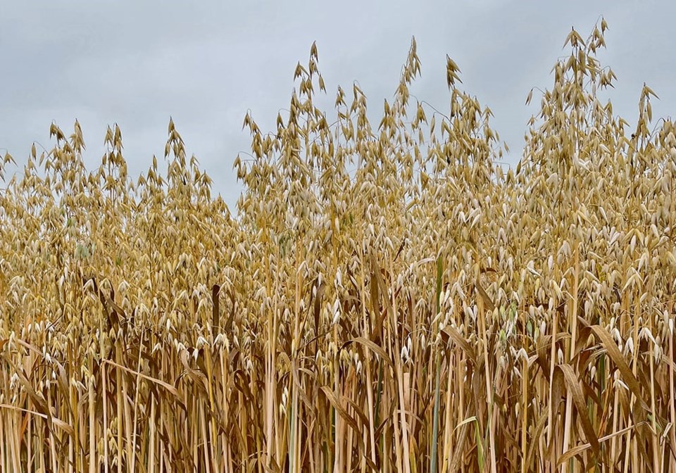064colbdc16092022oats