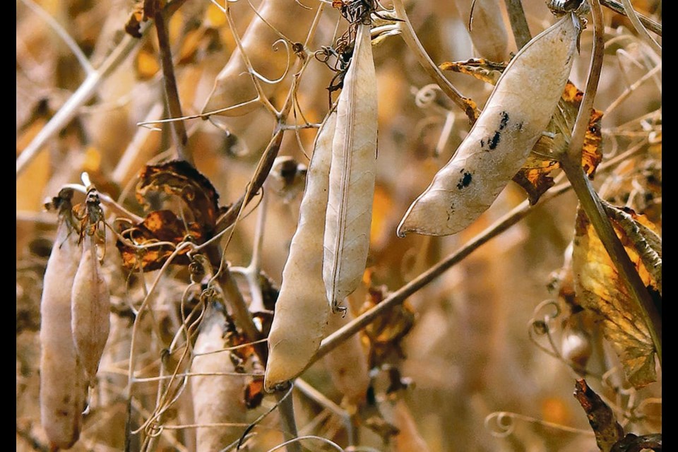 Russia’s new access to the Chinese feed pea market has got off to a slow start, but analysts expect shipments will quickly increase to 70,000 to 80,000 tonnes per month by July from 3,569 tonnes in March and 14,736 tonnes in April. 