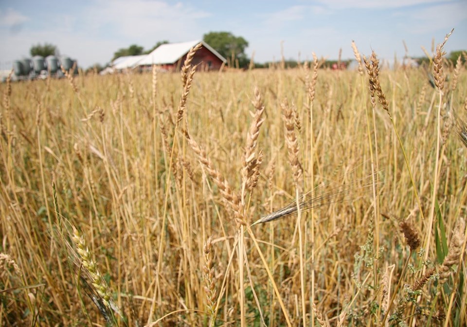 07-red_fife_wheat2789525