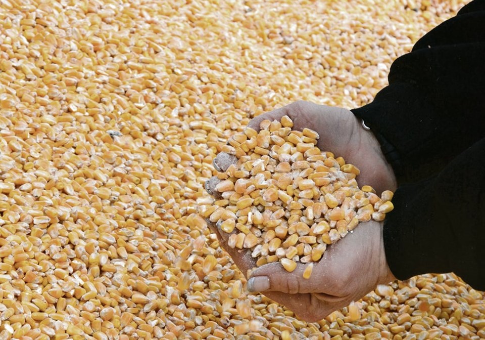 07_3-col_bottom-asm_corn_feed_2601_hoc_2