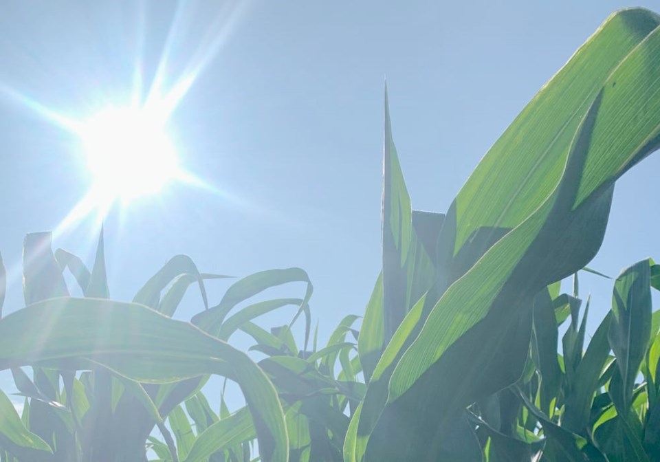 10-corn-sun-climate
