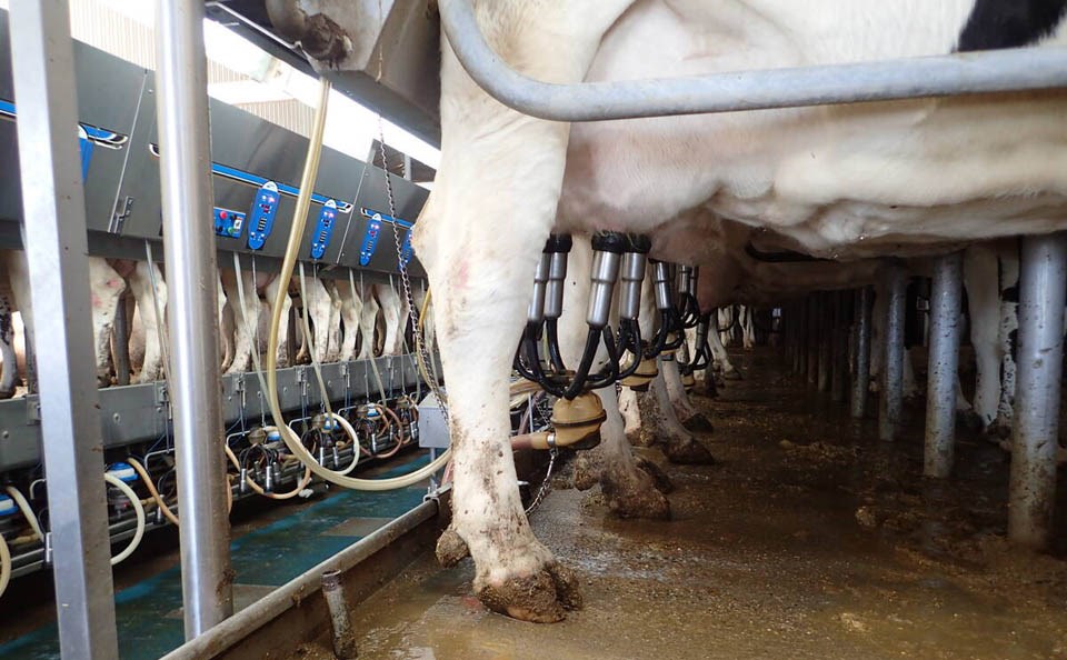 100186_web1_bjg030717_dairy_parlour