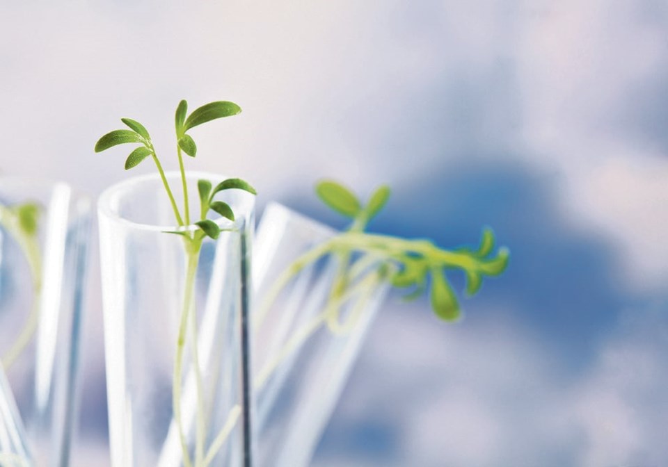 11-3-col-plantsintest_tube