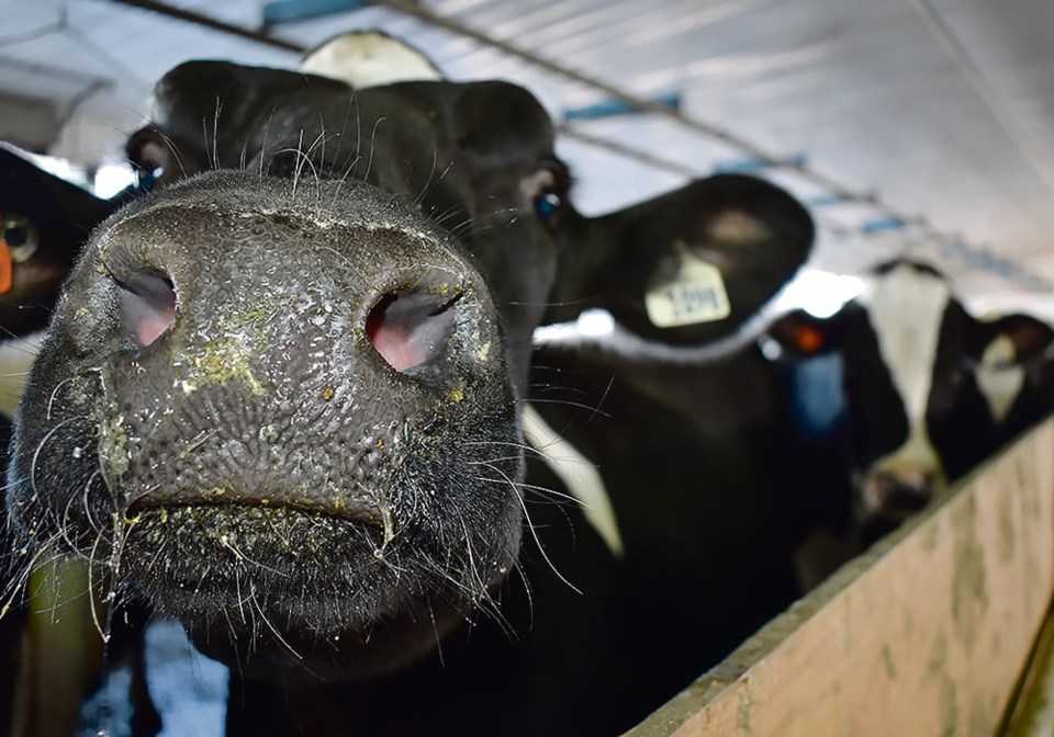 12-2-col_12-bjg092917_cow_nose